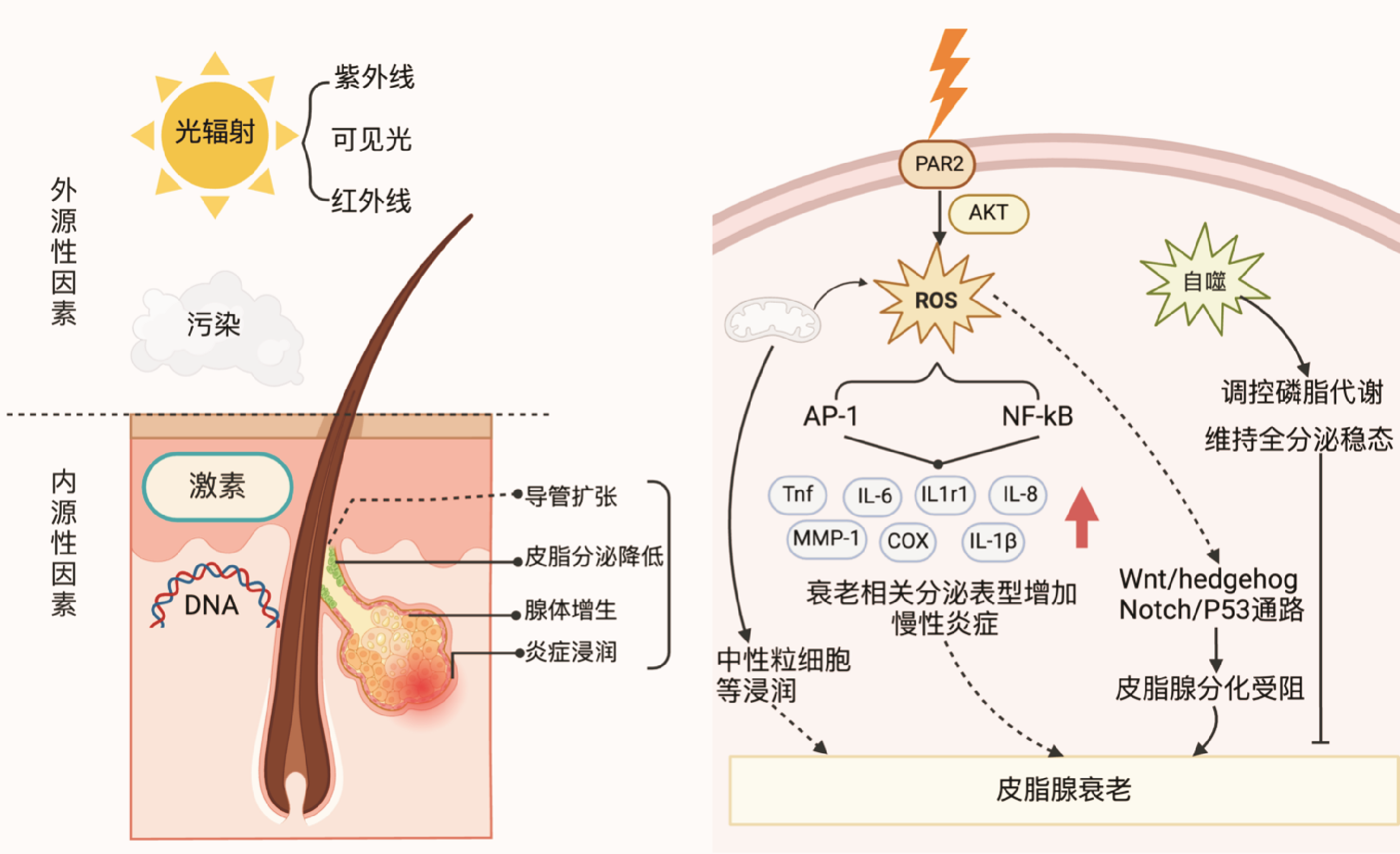 『老子』經典化過程の研究 老子』經典化過程の研究 - 株式会社汲古書院 古典・学術図書出版